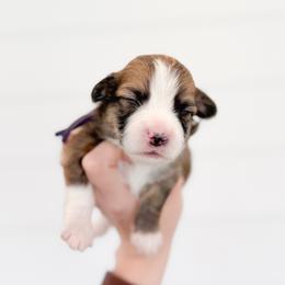 Laurie - Purple - Sable male Pembroke Welsh Corgi puppy in Milan, Georgia from Williams’ Welsh Corgis LLC