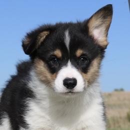 AKC Cooper - Black and tan Pembroke Welsh Corgi puppy in Lorraine, Kansas from Lazy N Ranch