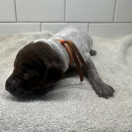Orange Girl - Liver female German Shorthaired Pointer puppy in White Salmon, Washington from Holding Hands Farm