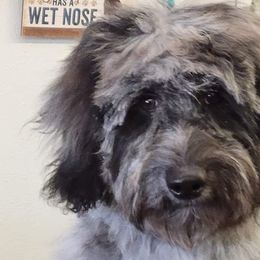 Goldendoodles from Canine Magic Doodles