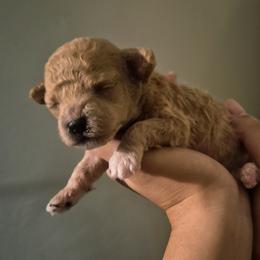 Peanut - Apricot male Poodle puppy in Chandler, Arizona from Fabi Poodle