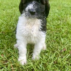 Goldendoodle and Saint Berdoodle Puppies from Southern Doodles of Eastern North Carolina