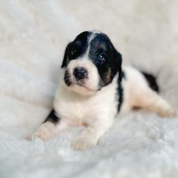Otis - Tri-color male Bernedoodle puppy in Osage City, Kansas from Golden Ridge Goldens