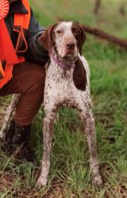 Vixen, JH, FITB, FTN, CGCU, TKA, CGCA