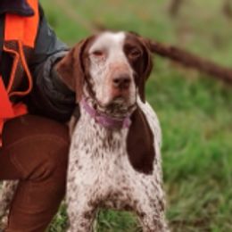 Vixen - German Shorthaired Pointer