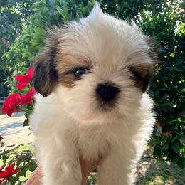 Benny - Red and white male Shih Tzu puppy in Northridge, California from Our ShihTzu Family