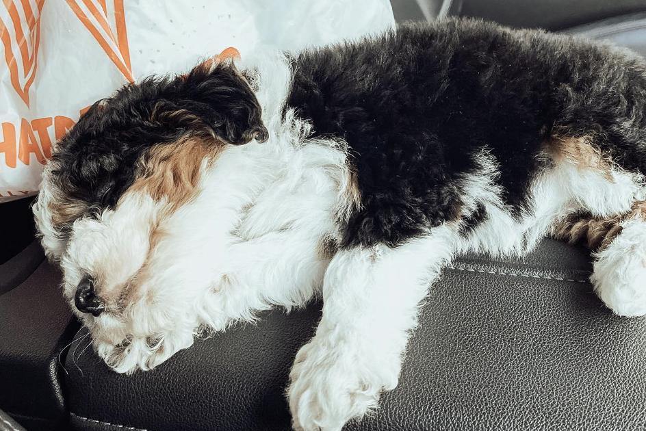 Pavey’s Doodle & Berner Babies in Missouri Bernedoodle puppies Good Dog