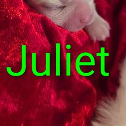 Maltese puppies from Grantham Maltese