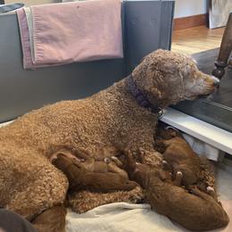 Z - Goldendoodle