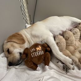 Labrador Retriever Puppies from Hatch Labradors