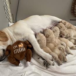 Labrador Retriever Puppies from Hatch Labradors