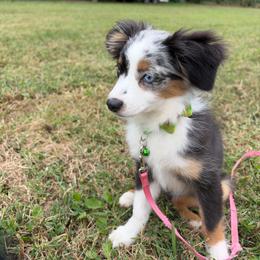 Myrtle - Blue merle female Miniature Australian Shepherd puppy in Clarkesville, Georgia from North Georgia Gems