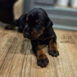 Female 2 - Black and rust female Doberman Pinscher puppy in China Township, Michigan from Snell's Superior Kennel Dobermann & GSP