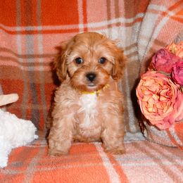 Tessa Lyn - Red female Cavapoo puppy in Woonsocket, Rhode Island from Walnut Grove Cavaliers