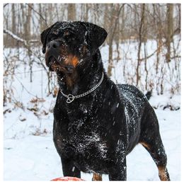 Una - Rottweiler