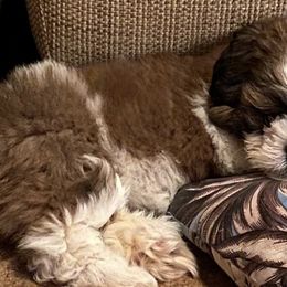 Shih Tzus from Kahari Hawaii