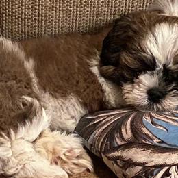 Shih Tzus from Kahari Hawaii