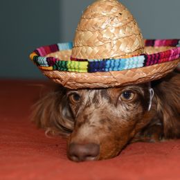 Chloee - Dachshund