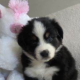 Australian Shepherd Puppies from Bedtime Story Australian Shepherds