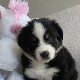 Australian Shepherd Puppies from Bedtime Story Australian Shepherds