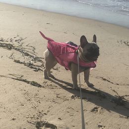 Cupcake - French Bulldog