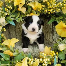 Thelma - Black & white female Miniature Australian Shepherd puppy in Sandown, New Hampshire from Ashby Lou Aussies