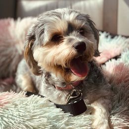 Cookie - Yorkshire Terrier