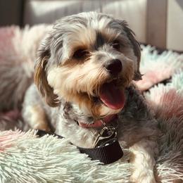 Cookie - Yorkshire Terrier