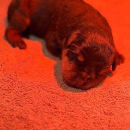 Girl 1 - Black and tan female Rottweiler puppy in Arizona from TRK Rottweilers