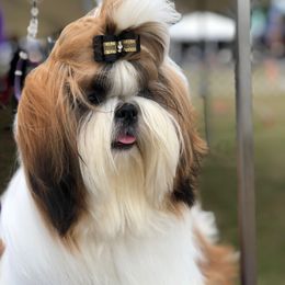 Shih Tzu Puppies from All That