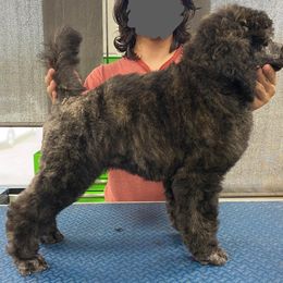 Poodle Puppies from Nay Design Poodles