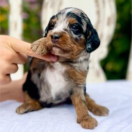 ZIA - Blue merle female Bernedoodle puppy in Mapleton, Utah from Natural Doodle Life