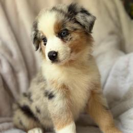 Maple Latte - Blue merle female Australian Shepherd puppy in Wayne, West Virginia from Creek Side Aussies & Doodles