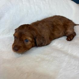 Niko - Dapple male Dachshund puppy in Humphreys, Missouri from Foster’s Dachshunds