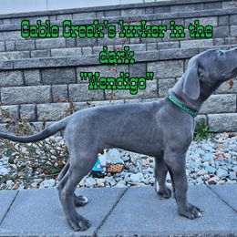 Wendigo - Blue Great Dane puppy in Post Falls, Idaho from Cable Creek Danes