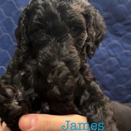 Goldendoodle Puppies from AZ Stickerdoodles