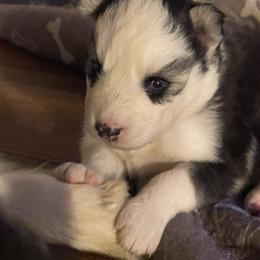 Tabitha - Black and white female Siberian Husky puppy in Diamond Lake, Washington from Husky Haven WA