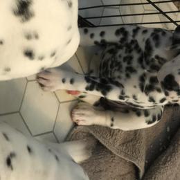 Dalmatian Puppies from Revere Dalmatians