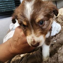 Purple (collar color) you name her - Red tri-color female Miniature American Shepherd puppy in Centralia, Washington from Blackjack Mini Aussies