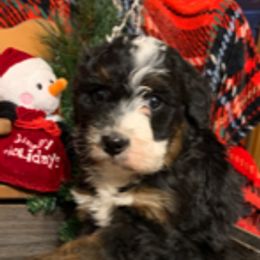 Goldendoodle, Bernedoodle, Poodle, Sheepadoodle, and Yorkshire Terrier Puppies from Free State Pedigrees