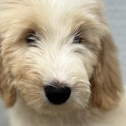 Boy 4 - Parti Goldendoodle puppy in Omaha, Nebraska from The Rallo Farmhouse