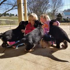 German Shepherd Puppies from Kaeginart's GSD