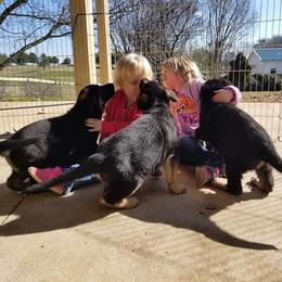 German Shepherd Puppies from Kaeginart's GSD
