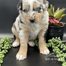 Buddy - Blue merle male Australian Shepherd puppy in Thornton, Colorado from 303 Aussies