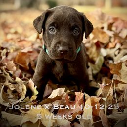 Mr Blue - Chocolate male Labrador Retriever puppy in Portland, Tennessee from Whiskey Ridge Retrievers