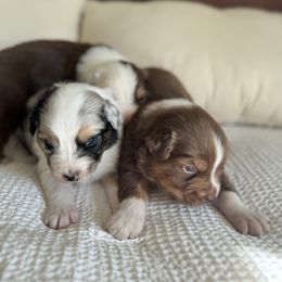 Australian Shepherd Puppies from BelleVue Australian shepherds