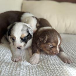 Australian Shepherd Puppies from BelleVue Australian shepherds