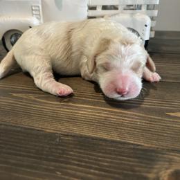 Cream and Red Parti Boy - Parti male Goldendoodle puppy in Lancaster, South Carolina from Silver Hill Farm SC