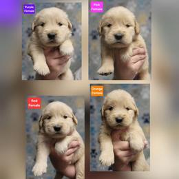 Laney Female - Golden female Golden Retriever puppy in Wauseon, Ohio from Golden Sunrise Retrievers