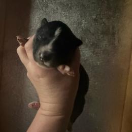 Scarecrow - Agouti and white male Siberian Husky puppy in London, Ohio from Rose Trail Siberian’s